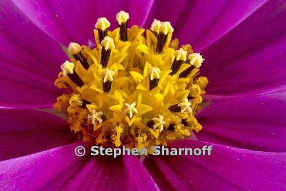 cosmos bipinnatus graphic